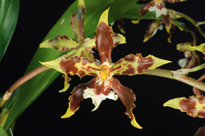 Odontoglossum luteo-purpureum Sycamore Creek 1 AM 81